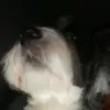 paco_ddlm