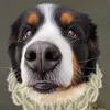 narabernese