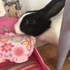 lily_bobtail1