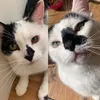 buttons.and.bertie