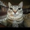 stzy_0