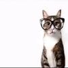 catsdealer05