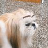 ongchong.co