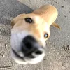 max_love31gf