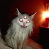 schizojaddn