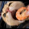 cats_are_people_to0