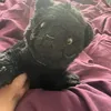 emilycarless118