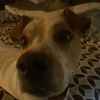 straydoggiedog