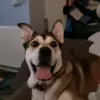 winnietherescuedog