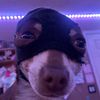 bellaislostagian