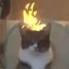 morangoxyz