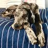 indythemerlegreatdane