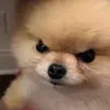 _asterz_0