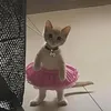 Meo BiếtHát 🐈