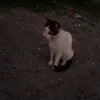 film.js