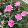 farahmajeed87