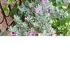 florcanela87