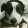 narii_h