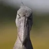 jenselcaminoderob