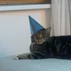 phoebe_11111111