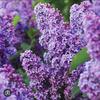 diamondsandlilacs