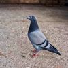 clk_mehmet27