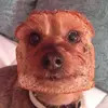 dog.on.toast