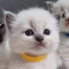 brucetheragapur1
