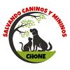 SALVANDO CANINOS Y MININOS CHO