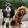 alaska.adventure.dogs