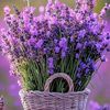em.toum