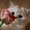 shiry069