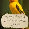 subhanalah84