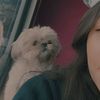 shang_yg