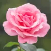 ahmadnajar431