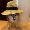 racooncoconut7
