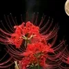 user511260810