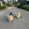 corgi_lucik_and_jupiter