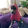 eviethepokepup