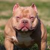 Tillman Williams Puppies