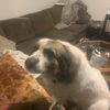 pizzasloth7