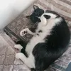 catnikaaa