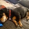 weinerdogdad22