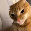 noithatgogiaminh