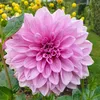 dianabm100