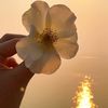 lina._bo