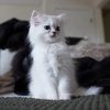 xomotherofcats_ttv