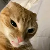 nicopx_897