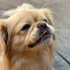 pekingese_umka