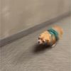 kelpiekelpo